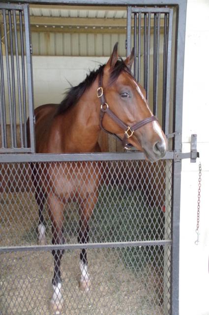 OBS March 2019 purchase - Hip 431 - Preacher (Fury Kapcori - Religious Type) colt