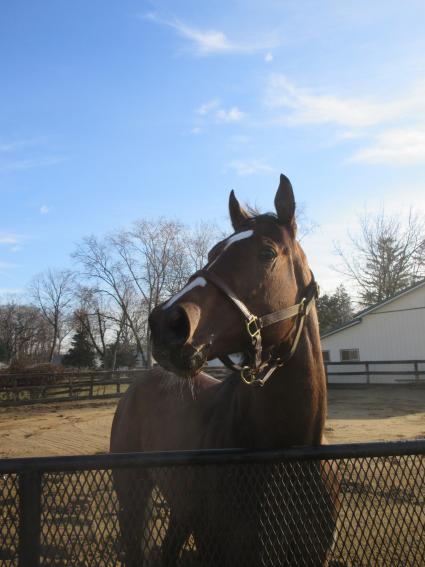 Life On the Edge at Sunset Meadow Farm on March 10, 2022 (Jeanne Vuyosevich)