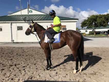 Adios Charlie filly Blue Eyed Beth at Gulfstream Park on November 8, 2018 (Ron Spatz)