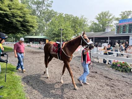 Red Head Italian in the paddock for Race 4 at Monmouth Park on June 30, 2023 (Chris Driscoll)