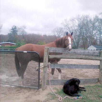 U Kant Whip It at Sunset Meadow Farm - November 2022 (Jeanne Vuyosevich)