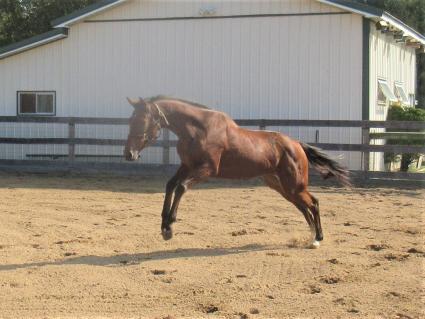 The Ghost of N Y at Sunset Meadow Farm on October 14, 2021 (Jeanne Vuyosevich)