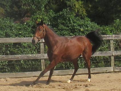 The Ghost of N Y at Sunset Meadow Farm on October 13, 2021 (Jeanne Vuyosevich)