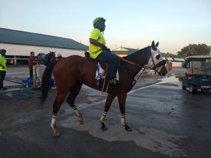 Adios Charlie filly Blue Eyed Beth heading back to the barn at Gulfstream Park on June 24, 2019 (Robb Levinsky)