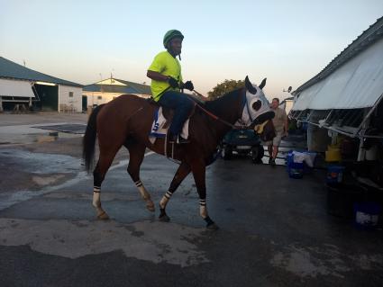 Adios Charlie filly Blue Eyed Beth heading back to the barn at Gulfstream Park on June 24, 2019 (Robb Levinsky)