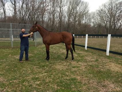 Laoban - True History colt at Overbrook Farm on March 20, 2020 (Rory Huston)