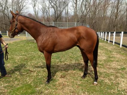 Laoban - True History colt at Overbrook Farm on March 20, 2020 (Rory Huston)