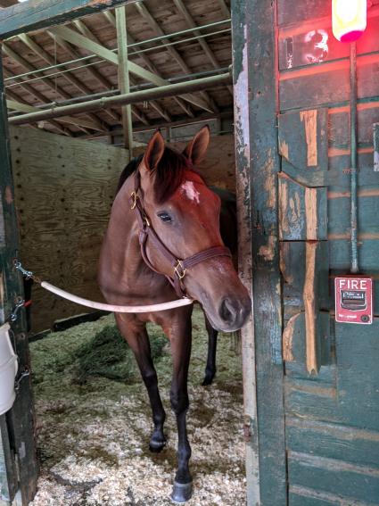 Candy Ride (Arg) - Tiz Blu filly at Monmouth Park on July 1, 2020 (Kelly Breen)