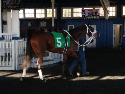 Adhwaa in the paddock before her big win in race 3 at Laurel Park on December 6, 2020 (Robb Levinsky)