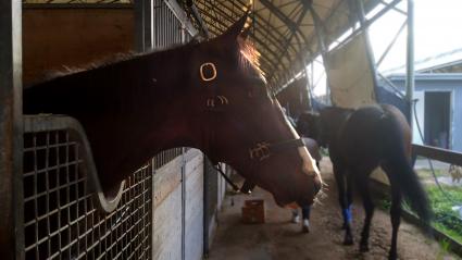 Ellie's A Riot in her stall at Gulfstream Park