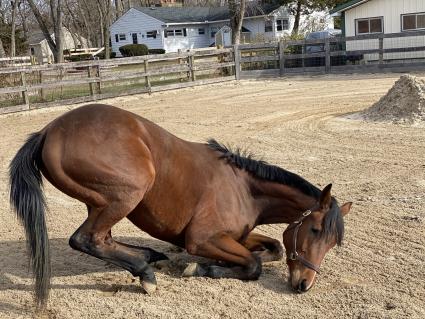 Seven Seven at Sunset Meadow Farm on December 30, 2020 (Shannon Kelly)