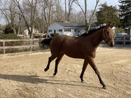 Seven Seven at Sunset Meadow Farm on December 30, 2020 (Shannon Kelly)