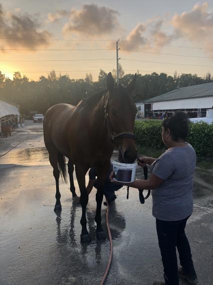 Trilby at Gulfstream Park on April 15, 2020 (Ron Spatz)