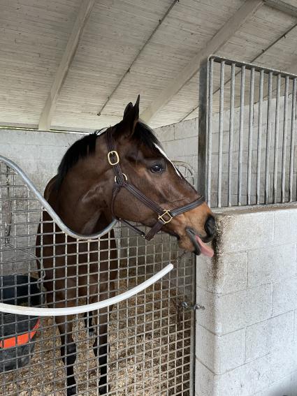 Fightress in her stall at Palm Meadows on February 8, 2021 (Kelly Breen)