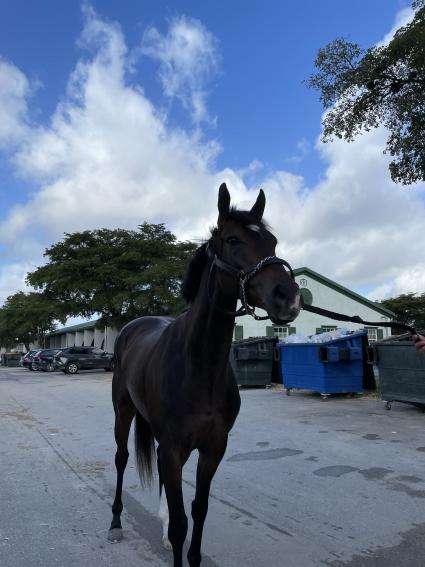 Brynbella at Palm Meadows on February 19, 2021 (Kelly Breen)