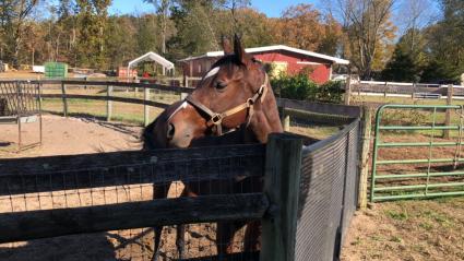 Life on the Edge at Sunset Meadow Farm on Wednesday, November 4, 2020 (Christopher Driscoll)