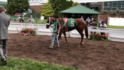 Smarty Cat makes her debut in race 6 at Monmouth Park on August 23, 2019 (Chris Driscoll)