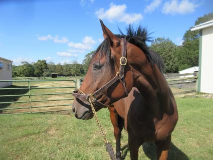 Seven Seven at Sunset Meadow Farm on Wednesday, September 30, 2020 (Jeanne Vuyosevich)