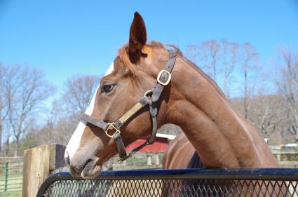 Kenwood Racing's 2YO Kitten's Joy filly at Sunset Meadow Farm