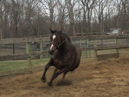 Life On the Edge at Sunset Meadow Farm on March 10, 2022 (Jeanne Vuyosevich)