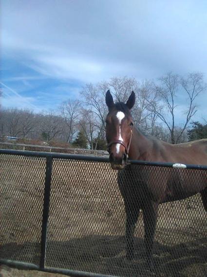 Life On the Edge at Sunset Meadow Farm on March 15, 2022 (Jeanne Vuyosevich)