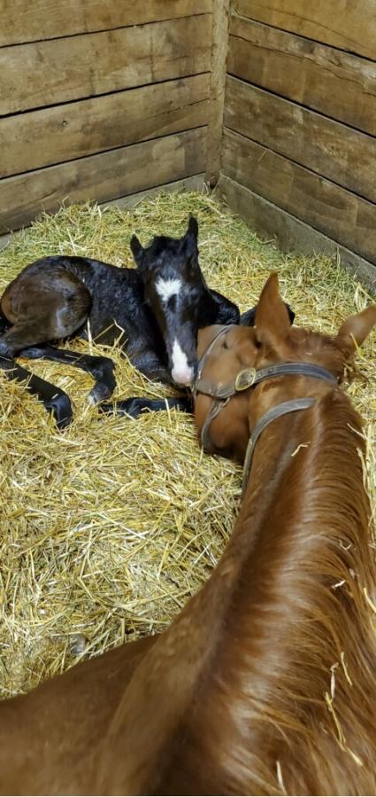 Lisa Limon foals a colt by Liam's Map on Sunday, March 8, 2020 at Hidden Brook Farm (Hidden Brook Farm)