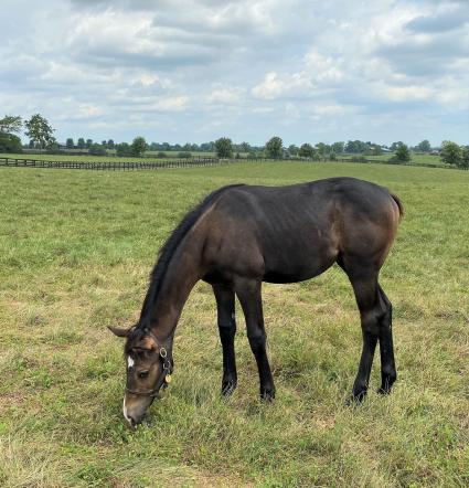 4 month old Liam's Map colt at Hidden Brook Farm on Wednesday, July 22, 2020 (Hidden Brrok Farm)