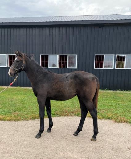 Liam's Map weanling colt at Hidden Brook Farm on October 19, 2020 (Bryan Cross)