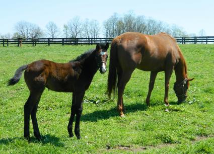 Lisa Limon with her Liam's Map colt at Hidden Brook Farm on April 15, 2020 (Kelly Hurley / Sergio De Sousa)