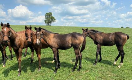 Liam's Map weanling colt at Hidden Brook Farm on August 26, 2020 (Kelly Hurley)