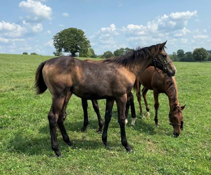 Liam's Map weanling colt at Hidden Brook Farm on August 26, 2020 (Kelly Hurley)