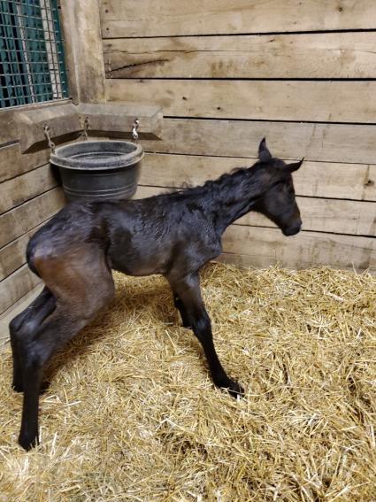 Lisa Limon foals a colt by Liam's Map on Sunday, March 8, 2020 at Hidden Brook Farm (Hidden Brook Farm)