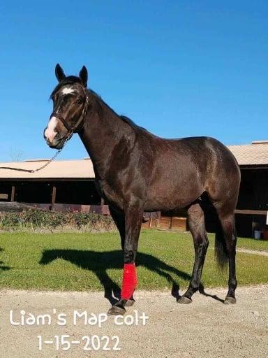 2020 Liam's Map colt at Manuden Farm on January 15, 2022 (Cyn)