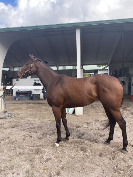 Life on the Edge at Palm Meadows on February 18, 2020 (Kelly Breen)