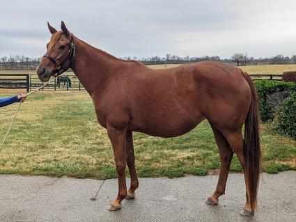 Lisa Limon at Hidden Brook Farm - November 2022 (Scott Schaub)