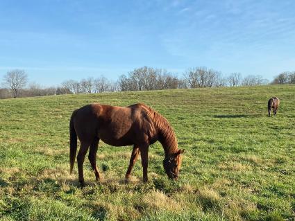 Lisa Limon at Hidden Brook Farm on November 6, 2020 (Kelly Hurley)