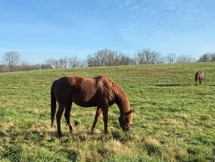 Lisa Limon at Hidden Brook Farm on November 6, 2020 (Kelly Hurley)