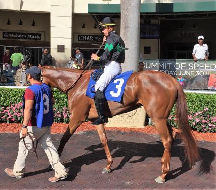 Scat Daddy filly Lisa Limon in the paddock for an allowance at Gulfstream Park on April 12, 2018 (Ronald Spatz) 