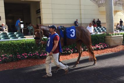 Scat Daddy filly Lisa Limon in the paddock for an allowance at Gulfstream Park on April 12, 2018 (Ronald Spatz) 