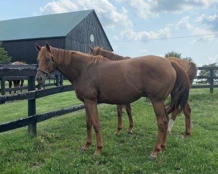 Lisa Limon at Hidden Brook Farm on August 26, 2020 (Kelly Hurley)