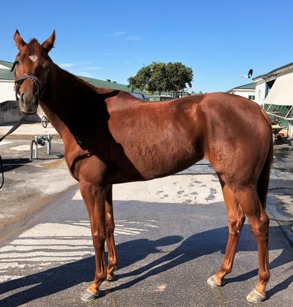 Scat Daddy filly Lisa Limon at Gulfstream Park on October 29, 2018. (Ron Spatz)