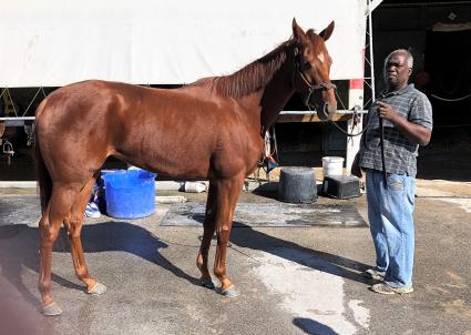 Scat Daddy filly Lisa Limon at Gulfstream Park on October 29, 2018. (Ron Spatz)