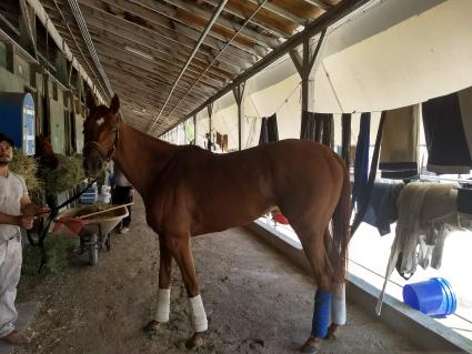 Scat Daddy filly Lisa Limon at the barn at Gulfstream Park on September 14, 2018 (Robb Levinsky)