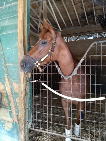 Scat Daddy filly Lisa Limon in her stall at Gulfstream Park on September 14, 2018 (Robb Levinsky)