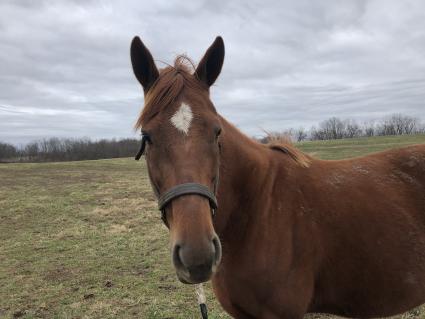 Lisa Limon at Hidden Brook Farm on January 2, 2020 (Kelly Hurley, Hidden Brook Farm)