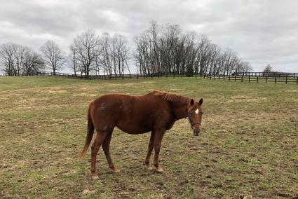 Lisa Limon at Hidden Brook Farm on January 2, 2020 (Kelly Hurley, Hidden Brook Farm)