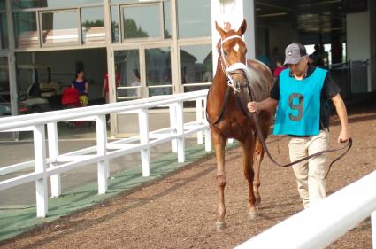 Scat Daddy filly Lisa Limon in 2018 Boiling Springs Stakes at Monmouth Park