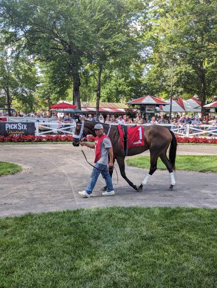 Lisa's Palace in the paddock for Race 6 at Saratoga on July 19, 2023 (Scott Schaub)