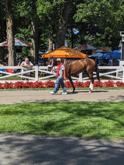 Lisa's Palace in the paddock for Race 6 at Saratoga on July 19, 2023 (Scott Schaub)