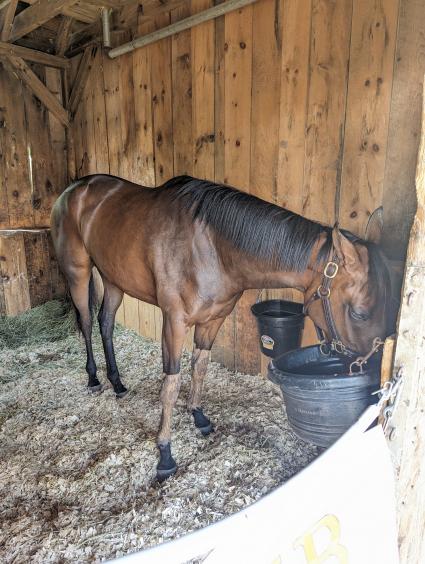 Lisa's Palace in her stall after running in  Race 6 at Saratoga on July 19, 2023 (Scott Schaub)